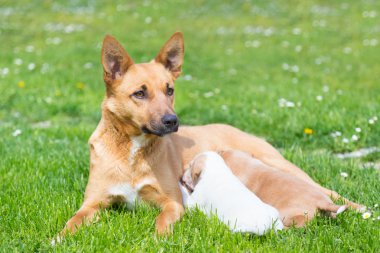 Karışık-breed şirin küçük köpek aile.