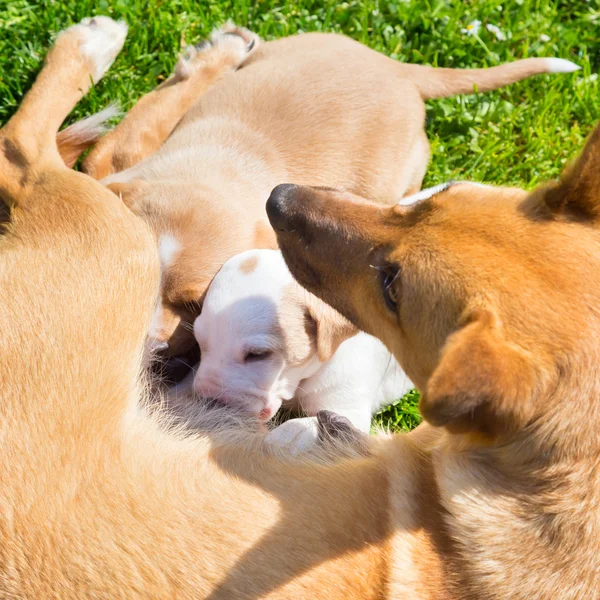 Misturado de raça bonito pequena família de cães . — Fotografia de Stock