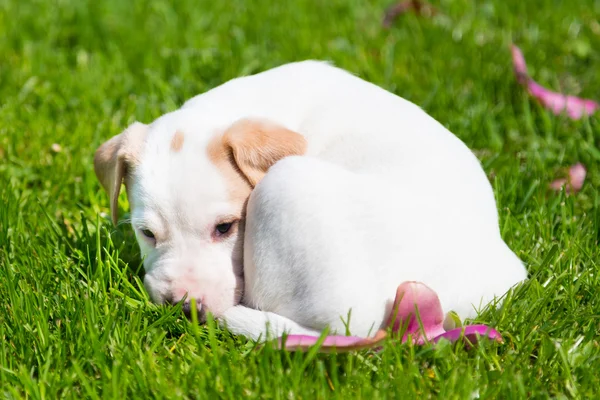 Mixed-breed cute little puppy on grass. — Stock Photo, Image