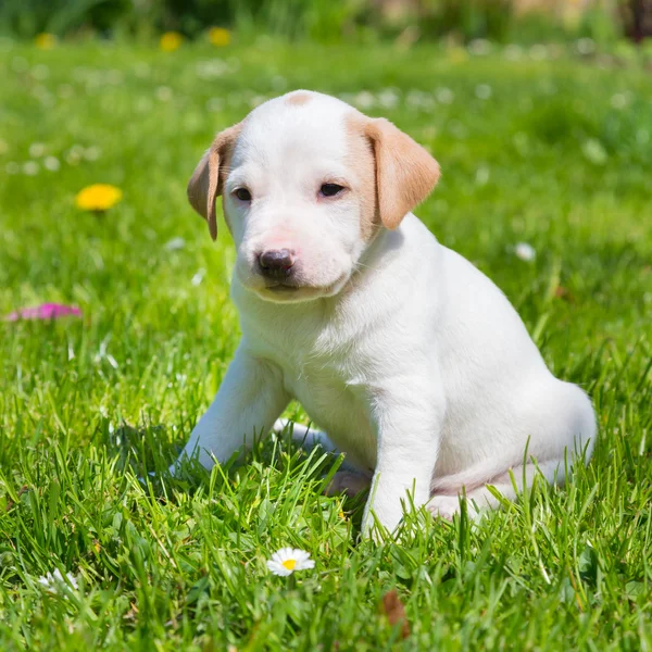 Mezclado-crianza lindo perrito en hierba . —  Fotos de Stock