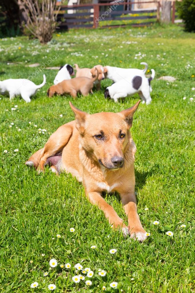 Jolie Petite Famille De Chien Race Photographie Kasto