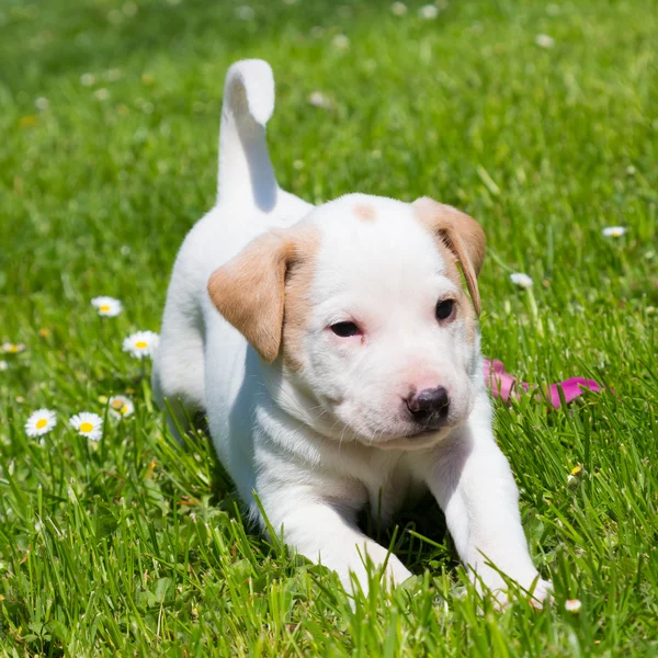 Mixed-breed cute little puppy on grass. — Stock Photo, Image