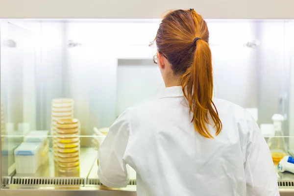 Life scientist researching in the laboratory. — Stock Photo, Image