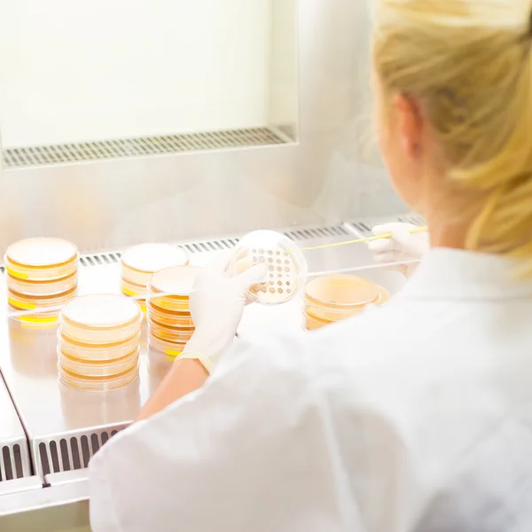 Life science researcher grafting bacteria. — Stock Photo, Image