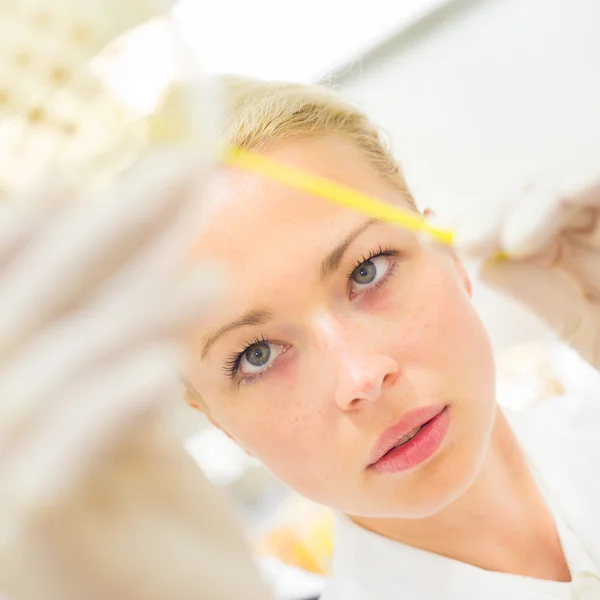 Scientist observing petri dish. — Stock Photo, Image