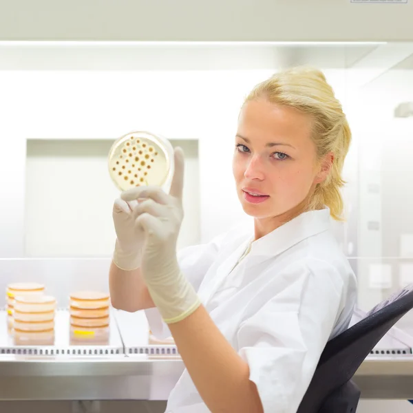 Wetenschapper observeert petrischaal. — Stockfoto