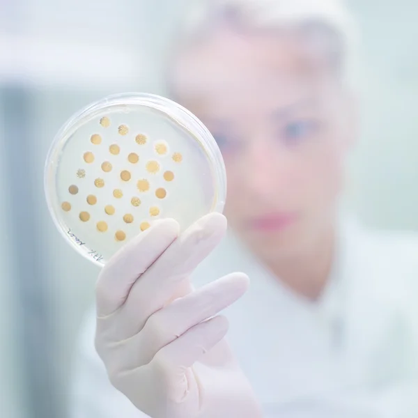 Scientist observing petri dish. — Stock Photo, Image