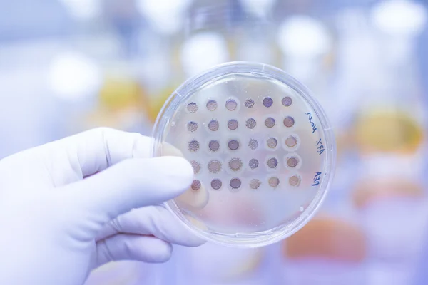 Fungi grown on agar plate. — Stock Photo, Image