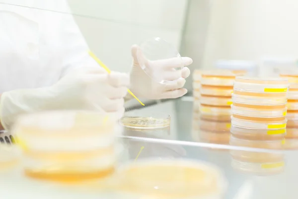 Life science researcher grafting bacteria. — Stock Photo, Image