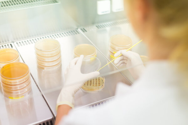 Life science researcher grafting bacteria.