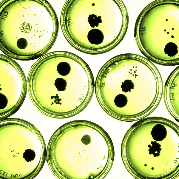 Growing Bacteria in Petri Dishes. — Stock Photo, Image