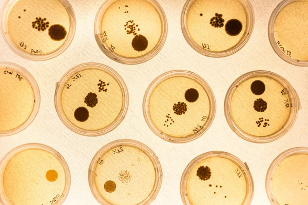 Växande bakterier i petriskålar. — Stockfoto