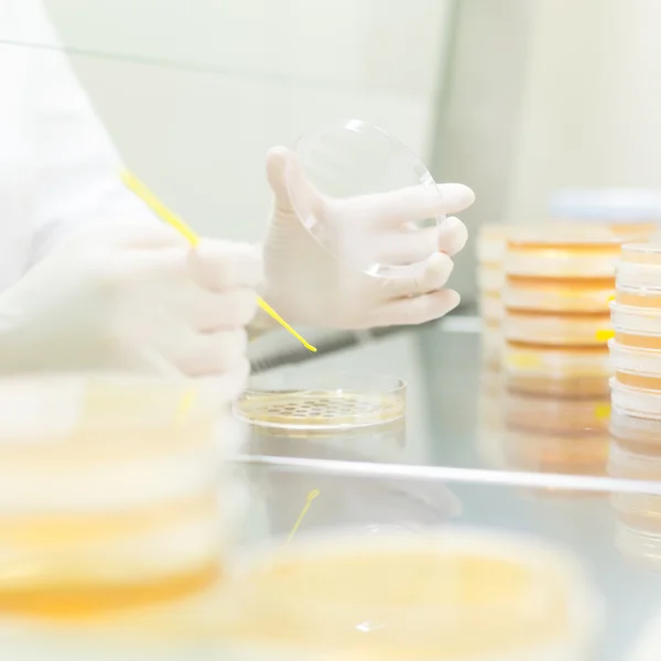Life science researcher grafting bacteria. — Stock Photo, Image