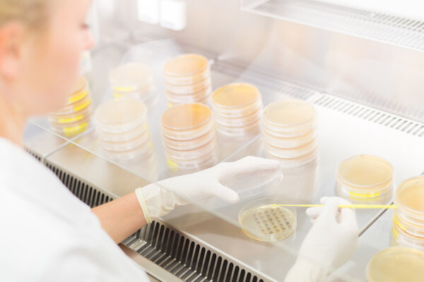 Life science researcher grafting bacteria.