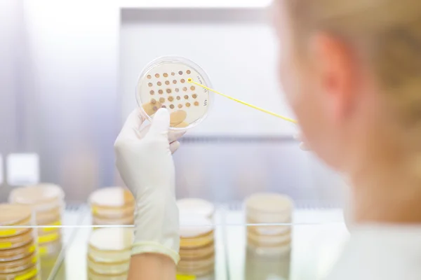 Scientist observing petri dish. — Stock Photo, Image