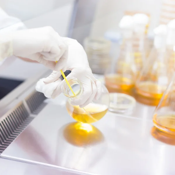 Life science researcher grafting bacteria. — Stock Photo, Image