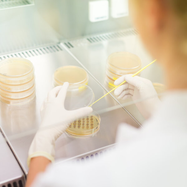 Life science researcher grafting bacteria.