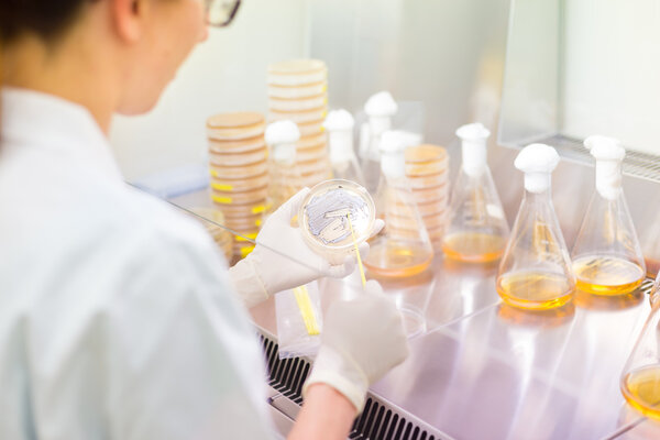 Life science researcher grafting bacteria.