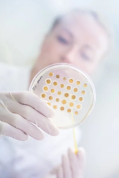 Scienziato osservando capsula di Petri. — Foto Stock