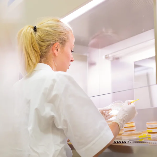 Life science researcher grafting bacteria. — Stock Photo, Image