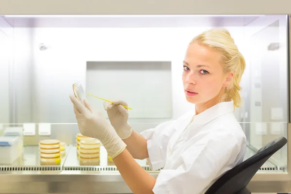 Wetenschapper observeert petrischaal. — Stockfoto