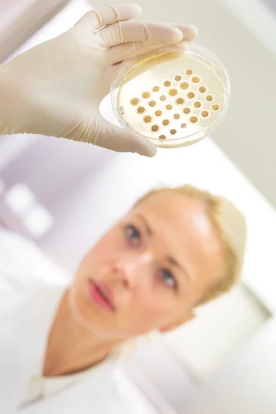 Cientista observando placa de Petri. — Fotografia de Stock