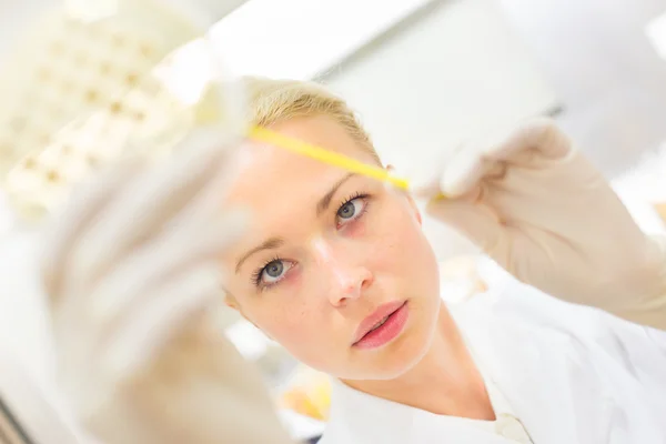 Cientista observando placa de Petri. — Fotografia de Stock