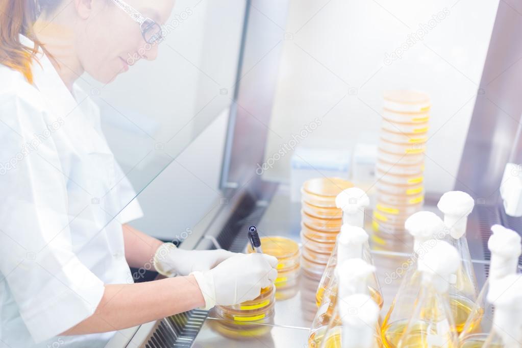 Life science researcher grafting bacteria.
