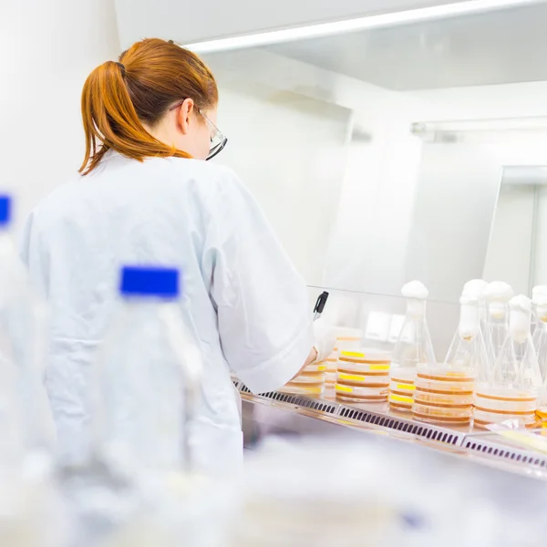 Life scientist researching in the laboratory. Royalty Free Stock Images