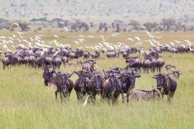 Herd of Wildebeests grazing in Serengeti. clipart