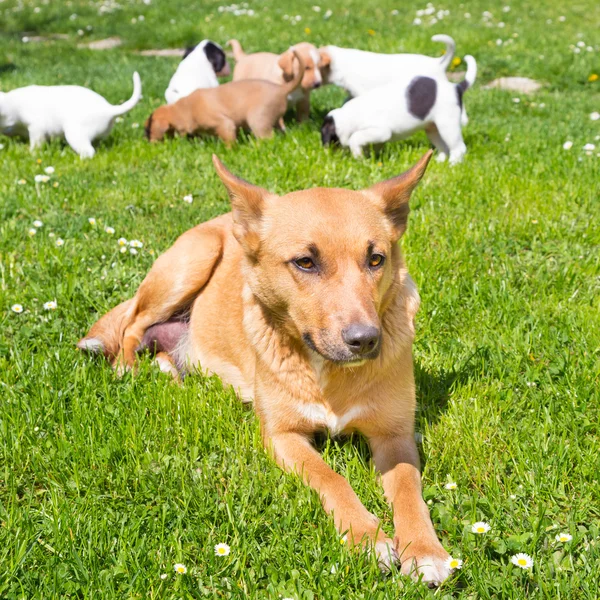 Blandad ras söta lilla hund familj. — Stockfoto