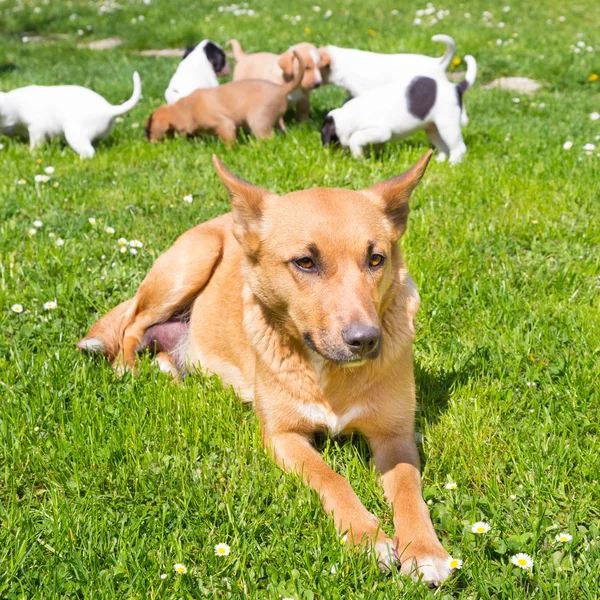 Mischlingshündchen niedlich kleine Hundefamilie. — Stockfoto