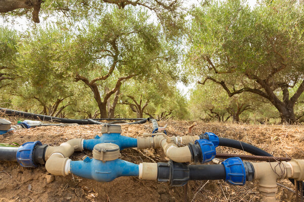 Irrigated olive grove.