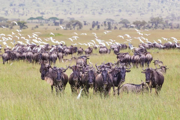 Rebaño de ñus pastoreando en Serengeti . — Foto de Stock