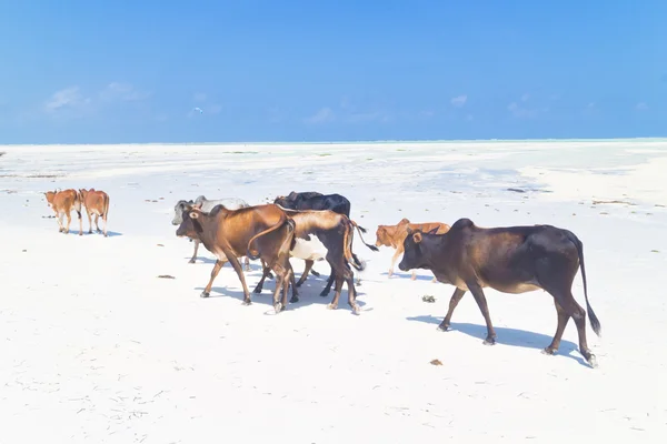 帕杰海滩，桑给巴尔岛上的牛. — 图库照片