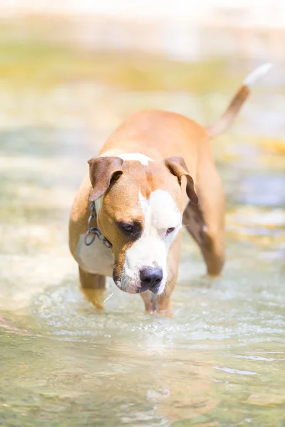 American staffordshire terrier pies gry w wodzie. — Zdjęcie stockowe