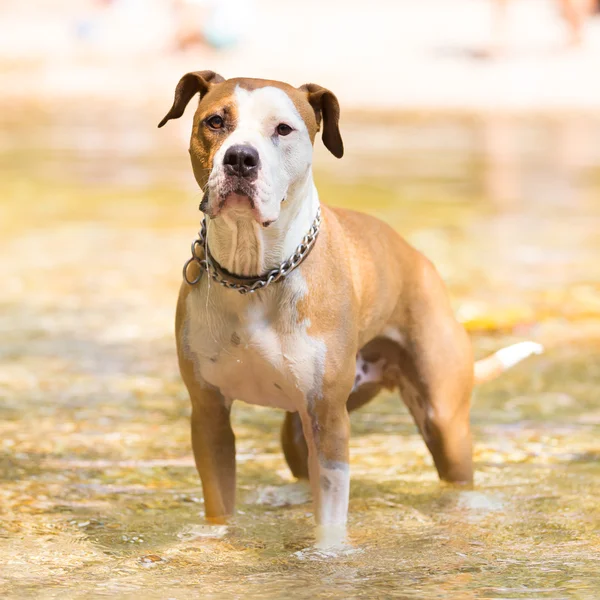American staffordshire terrier hund spelar i vatten. — Stockfoto