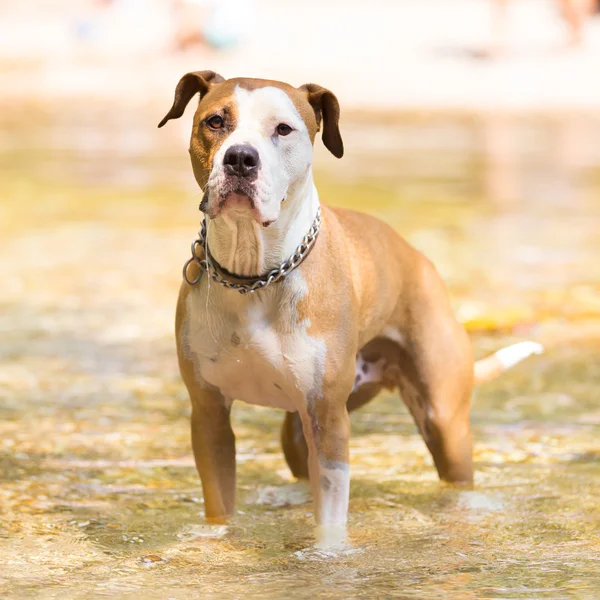 美国斯塔福郡梗犬戏水. — 图库照片