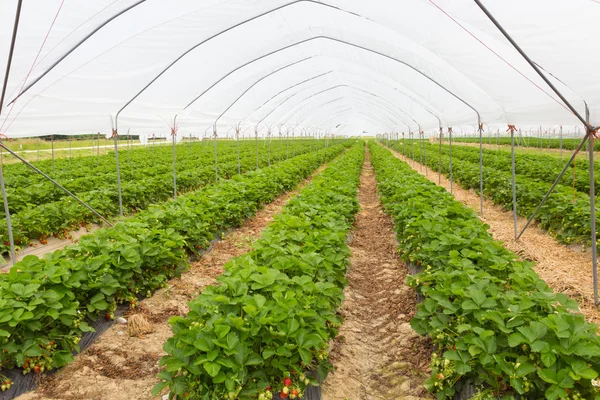 Strawberrys growing in the greenhouse. — Stock Photo, Image