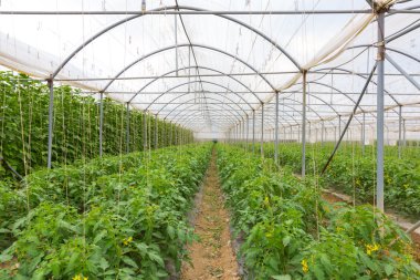 Bio tomatoes growing in the greenhouse.