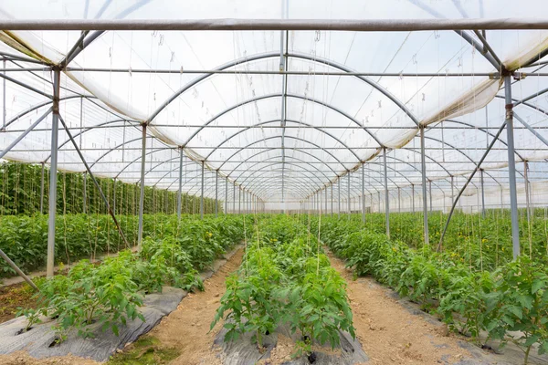 Bio tomatoes growing in the greenhouse. — Stock Photo, Image