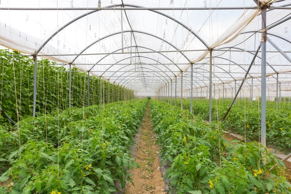 Bio tomatoes growing in the greenhouse. — Stock Photo, Image