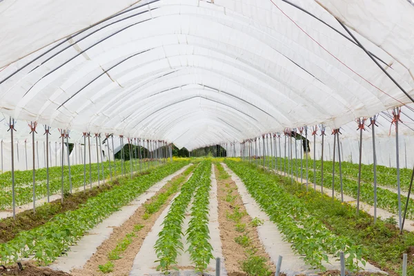 Bio tomatoes growing in the greenhouse. — ストック写真