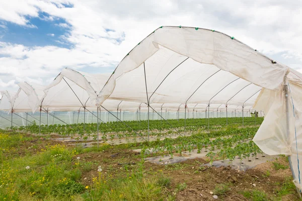 Bio tomatoes growing in the greenhouse. — Stock Photo, Image