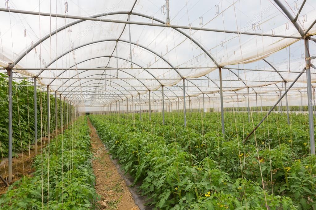 Bio tomatoes growing in the greenhouse.