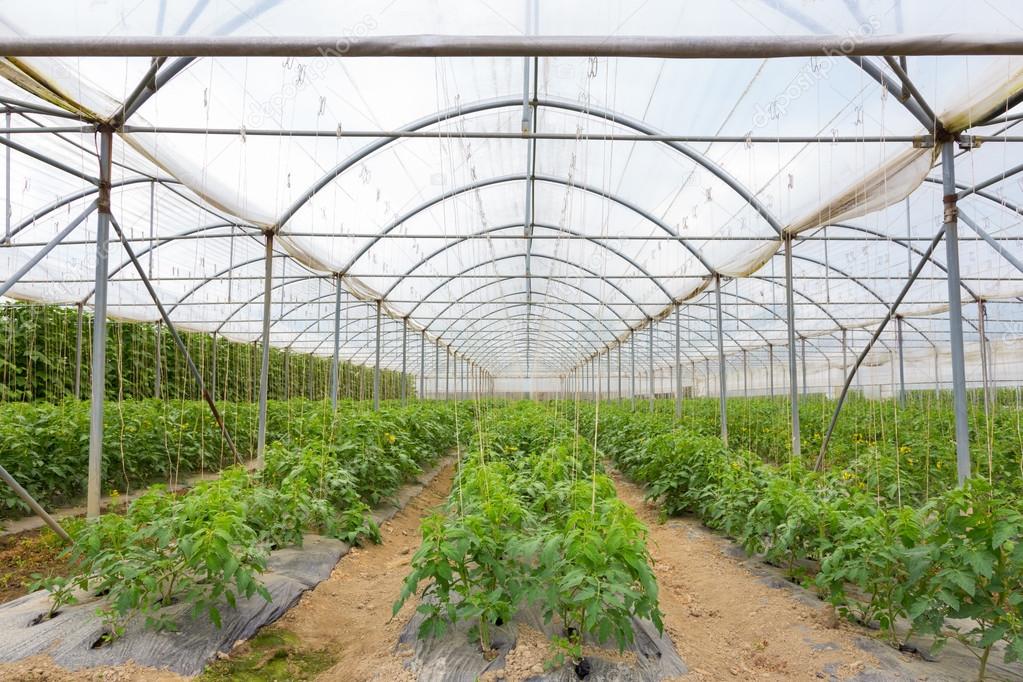 Bio tomatoes growing in the greenhouse.