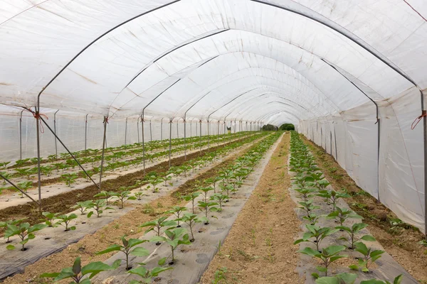 Bio tomatoes growing in the greenhouse. — Stock Photo, Image