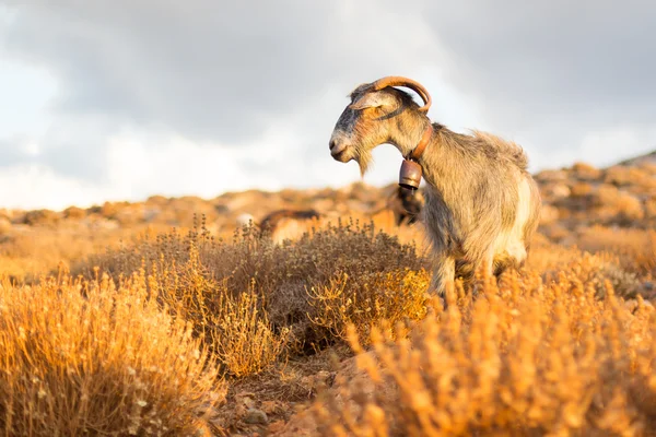 Cabra doméstica em montanhas . — Fotografia de Stock