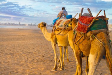 Essaouira, Fas sahilde deve karavan.