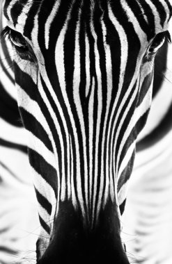Bir zebra portresi. Siyah ve beyaz.